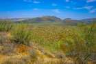 Saguaro cactus and other plants suited for extremely dry conditions typify the Sonoran desert. Art Print